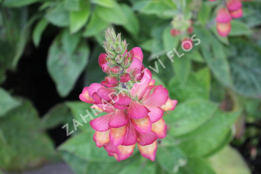 Náprstník 'Illumination Flame' - Digitalis x hybrida 'Illumination Flame'