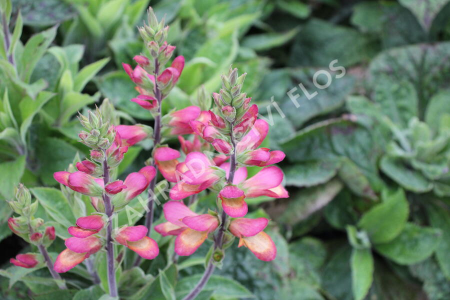 Náprstník 'Illumination Flame' - Digitalis x hybrida 'Illumination Flame'