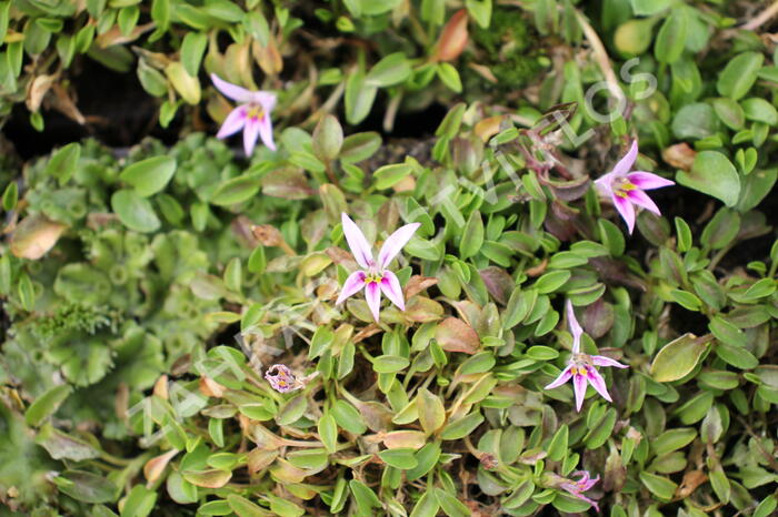 Hypsela - Hypsela reniformis