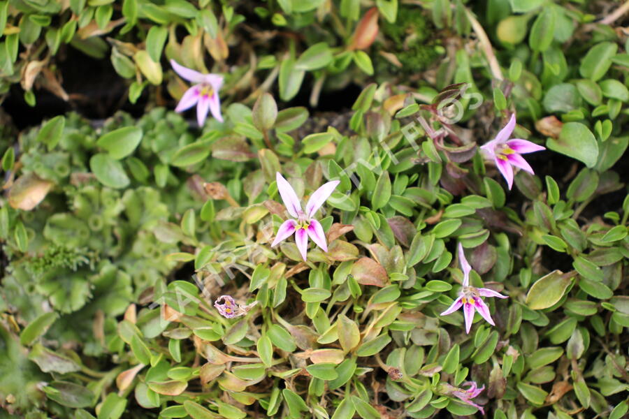 Hypsela - Hypsela reniformis