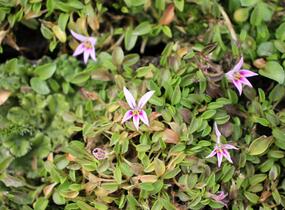 Hypsela - Hypsela reniformis