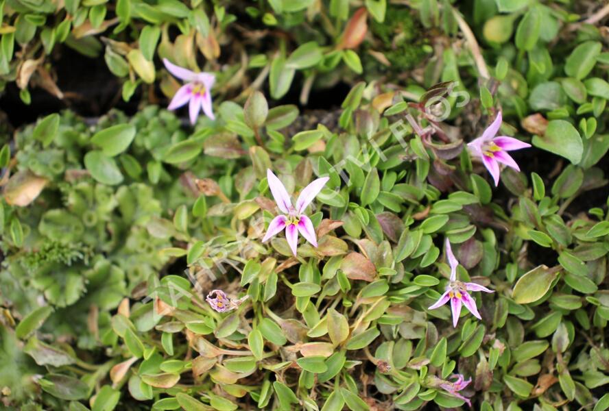 Hypsela - Hypsela reniformis
