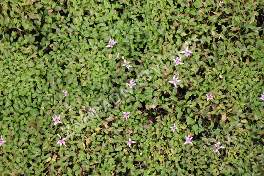 Hypsela - Hypsela reniformis