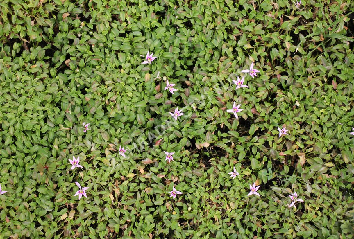 Hypsela - Hypsela reniformis