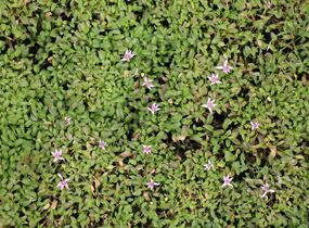 Hypsela - Hypsela reniformis