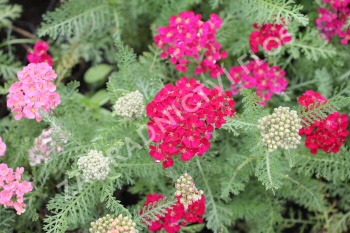 Řebříček Tutti Frutti 'Pomegranate' - Achillea millefolium Tutti Frutti 'Pomegranate'