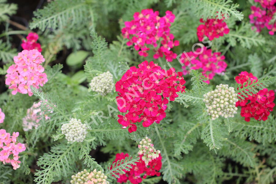 Řebříček Tutti Frutti 'Pomegranate' - Achillea millefolium Tutti Frutti 'Pomegranate'