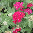 Řebříček Tutti Frutti 'Pomegranate' - Achillea millefolium Tutti Frutti 'Pomegranate'