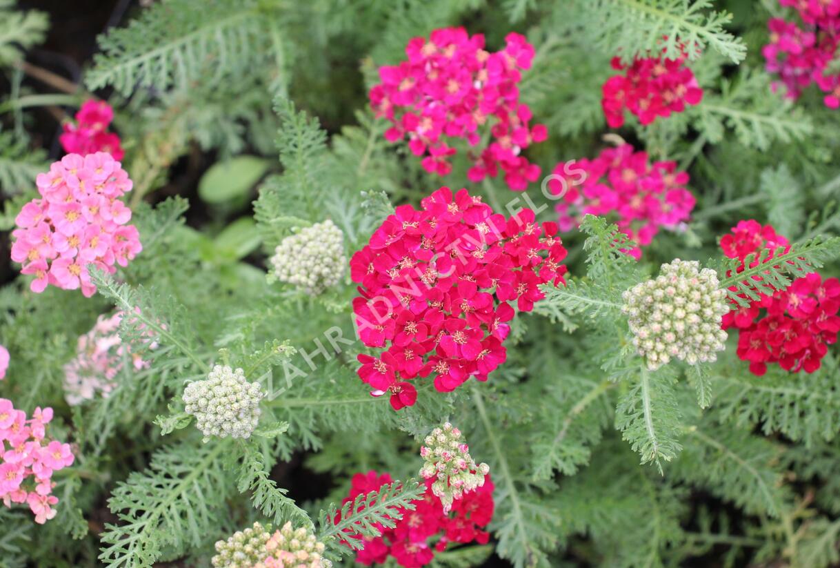 Řebříček obecný Tutti Frutti 'Pomegranate' - Achillea millefolium Tutti Frutti 'Pomegranate'