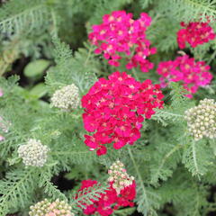 Řebříček Tutti Frutti 'Pomegranate' - Achillea millefolium Tutti Frutti 'Pomegranate'