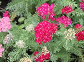 Řebříček obecný Tutti Frutti 'Pomegranate' - Achillea millefolium Tutti Frutti 'Pomegranate'