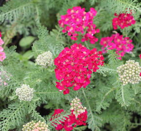 Řebříček obecný Tutti Frutti 'Pomegranate' - Achillea millefolium Tutti Frutti 'Pomegranate'