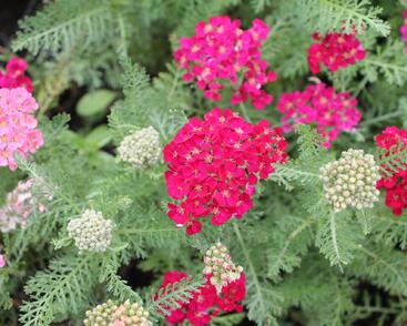Řebříček obecný Tutti Frutti 'Pomegranate'