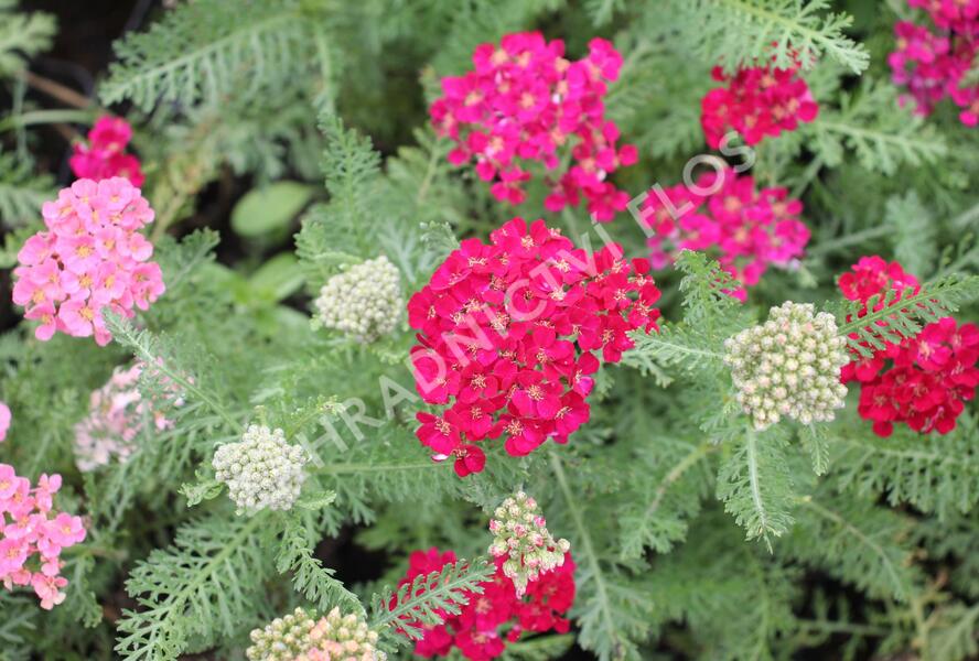 Řebříček obecný Tutti Frutti 'Pomegranate' - Achillea millefolium Tutti Frutti 'Pomegranate'