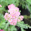 Řebříček Tutti Frutti 'Pomegranate' - Achillea millefolium Tutti Frutti 'Pomegranate'