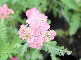 Řebříček obecný Tutti Frutti 'Pomegranate' - Achillea millefolium Tutti Frutti 'Pomegranate'