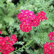 Řebříček Tutti Frutti 'Pomegranate' - Achillea millefolium Tutti Frutti 'Pomegranate'