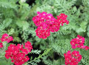 Řebříček obecný Tutti Frutti 'Pomegranate' - Achillea millefolium Tutti Frutti 'Pomegranate'