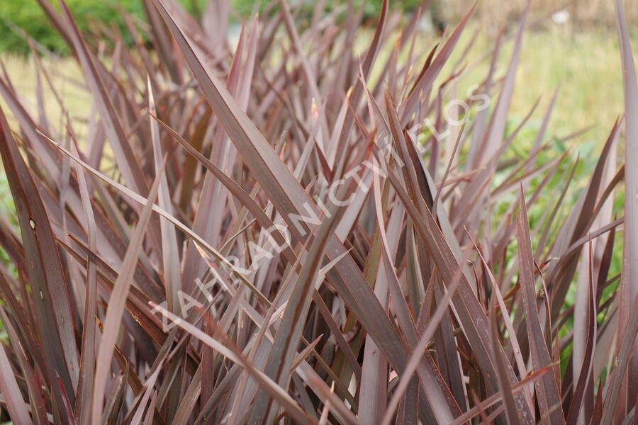 Lenovník 'Amazing Red' - Phormium 'Amazing Red'