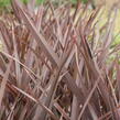 Lenovník novozélandský 'Amazing Red' - Phormium tenax 'Amazing Red'