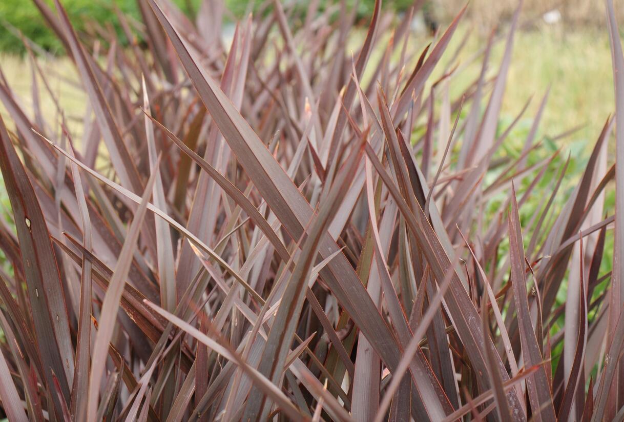 Lenovník novozélandský 'Amazing Red' - Phormium tenax 'Amazing Red'