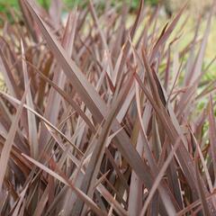 Lenovník 'Amazing Red' - Phormium 'Amazing Red'