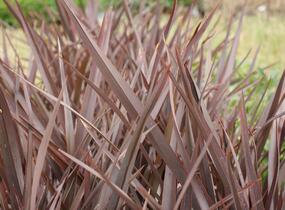 Lenovník novozélandský 'Amazing Red' - Phormium tenax 'Amazing Red'