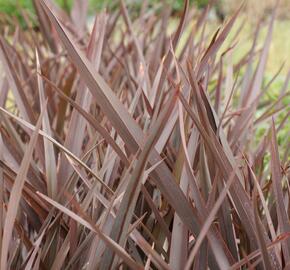 Lenovník 'Amazing Red' - Phormium 'Amazing Red'