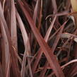 Lenovník novozélandský 'Amazing Red' - Phormium tenax 'Amazing Red'