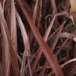 Lenovník 'Amazing Red' - Phormium 'Amazing Red'