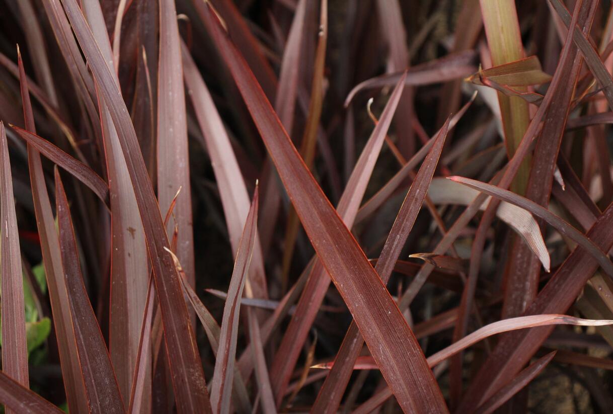 Lenovník novozélandský 'Amazing Red' - Phormium tenax 'Amazing Red'