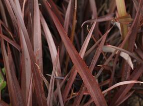 Lenovník novozélandský 'Amazing Red' - Phormium tenax 'Amazing Red'