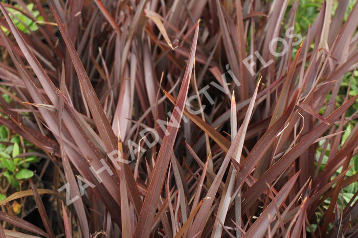 Lenovník novozélandský 'Amazing Red' - Phormium tenax 'Amazing Red'