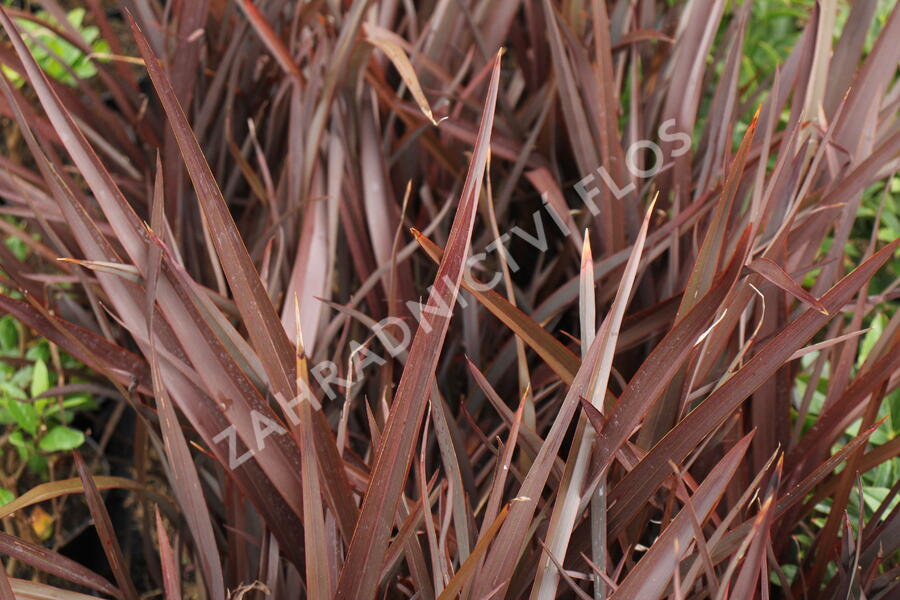Lenovník novozélandský 'Amazing Red' - Phormium tenax 'Amazing Red'