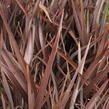 Lenovník 'Amazing Red' - Phormium 'Amazing Red'