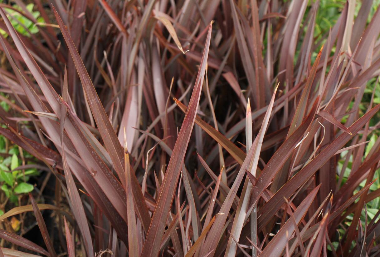 Lenovník novozélandský 'Amazing Red' - Phormium tenax 'Amazing Red'