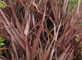 Lenovník novozélandský 'Amazing Red' - Phormium tenax 'Amazing Red'