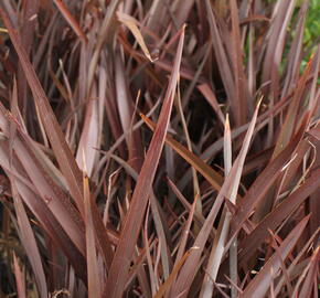 Lenovník novozélandský 'Amazing Red' - Phormium tenax 'Amazing Red'