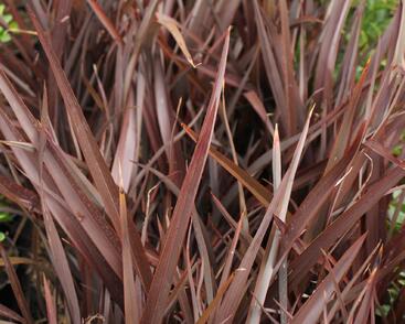 Lenovník novozélandský 'Amazing Red'