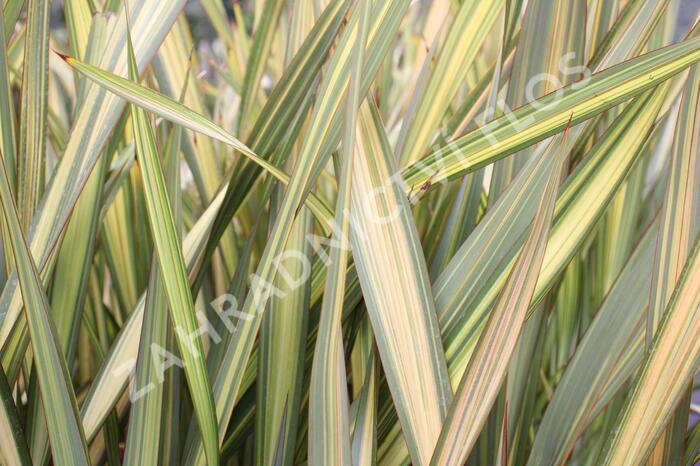 Lenovník novozélandský 'Apricot Queen' - Phormium tenax 'Apricot Queen'