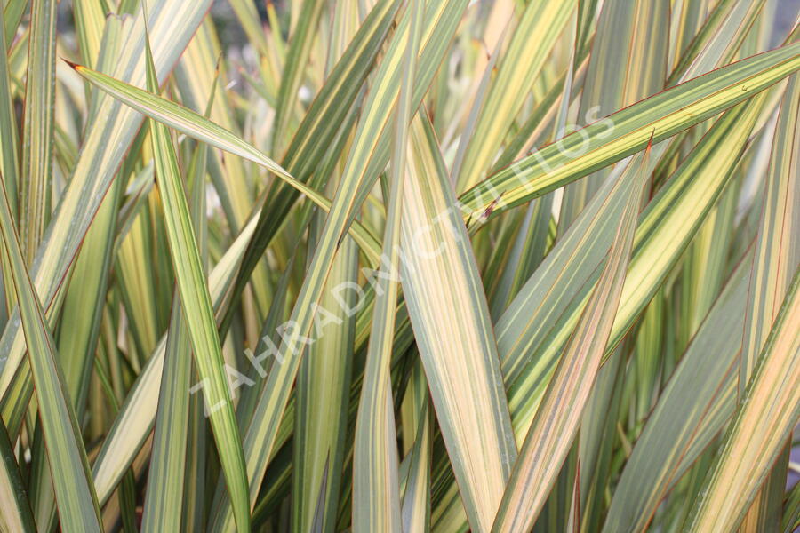 Lenovník novozélandský 'Apricot Queen' - Phormium tenax 'Apricot Queen'