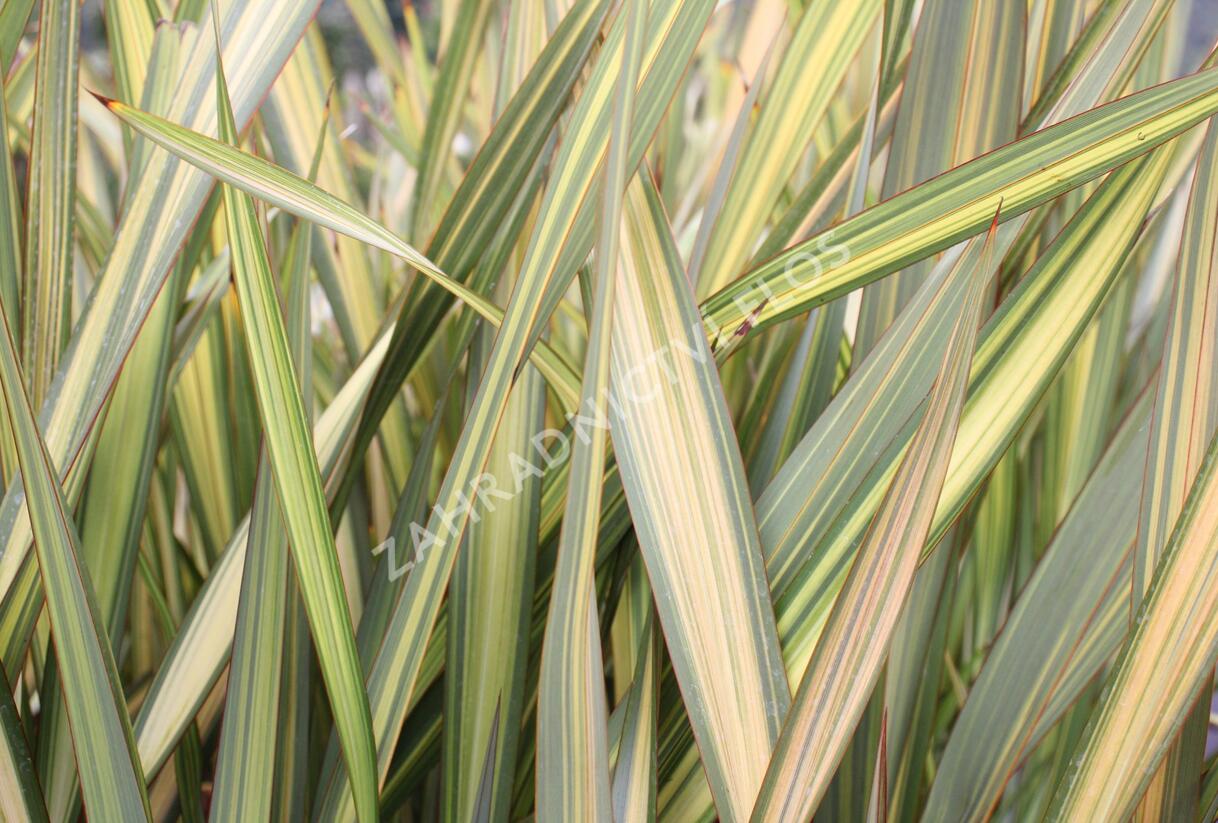 Lenovník novozélandský 'Apricot Queen' - Phormium tenax 'Apricot Queen'