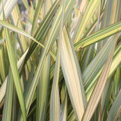Lenovník novozélandský 'Apricot Queen' - Phormium tenax 'Apricot Queen'