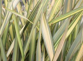 Lenovník novozélandský 'Apricot Queen' - Phormium tenax 'Apricot Queen'