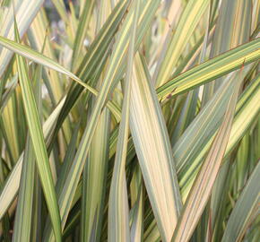 Lenovník 'Apricot Queen' - Phormium 'Apricot Queen'