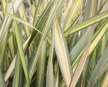 Lenovník novozélandský 'Apricot Queen'