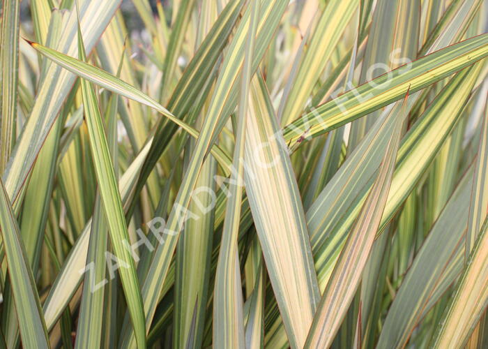 Lenovník 'Apricot Queen' - Phormium 'Apricot Queen'