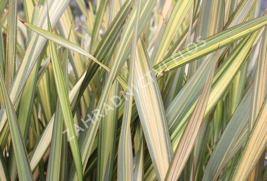 Lenovník novozélandský 'Apricot Queen' - Phormium tenax 'Apricot Queen'