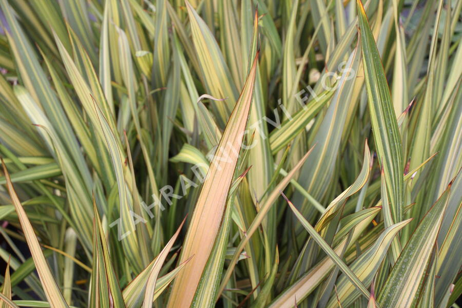 Lenovník novozélandský 'Apricot Queen' - Phormium tenax 'Apricot Queen'