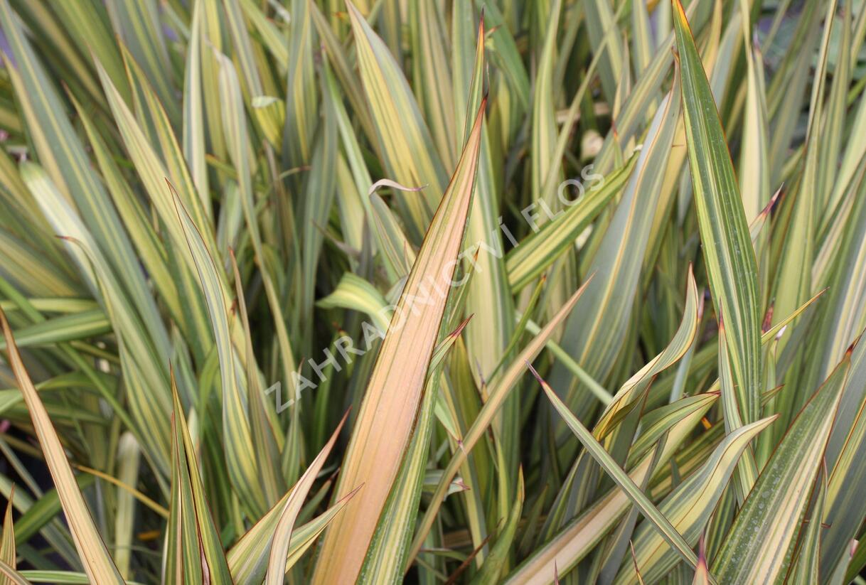 Lenovník novozélandský 'Apricot Queen' - Phormium tenax 'Apricot Queen'
